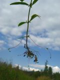 Epilobium palustre