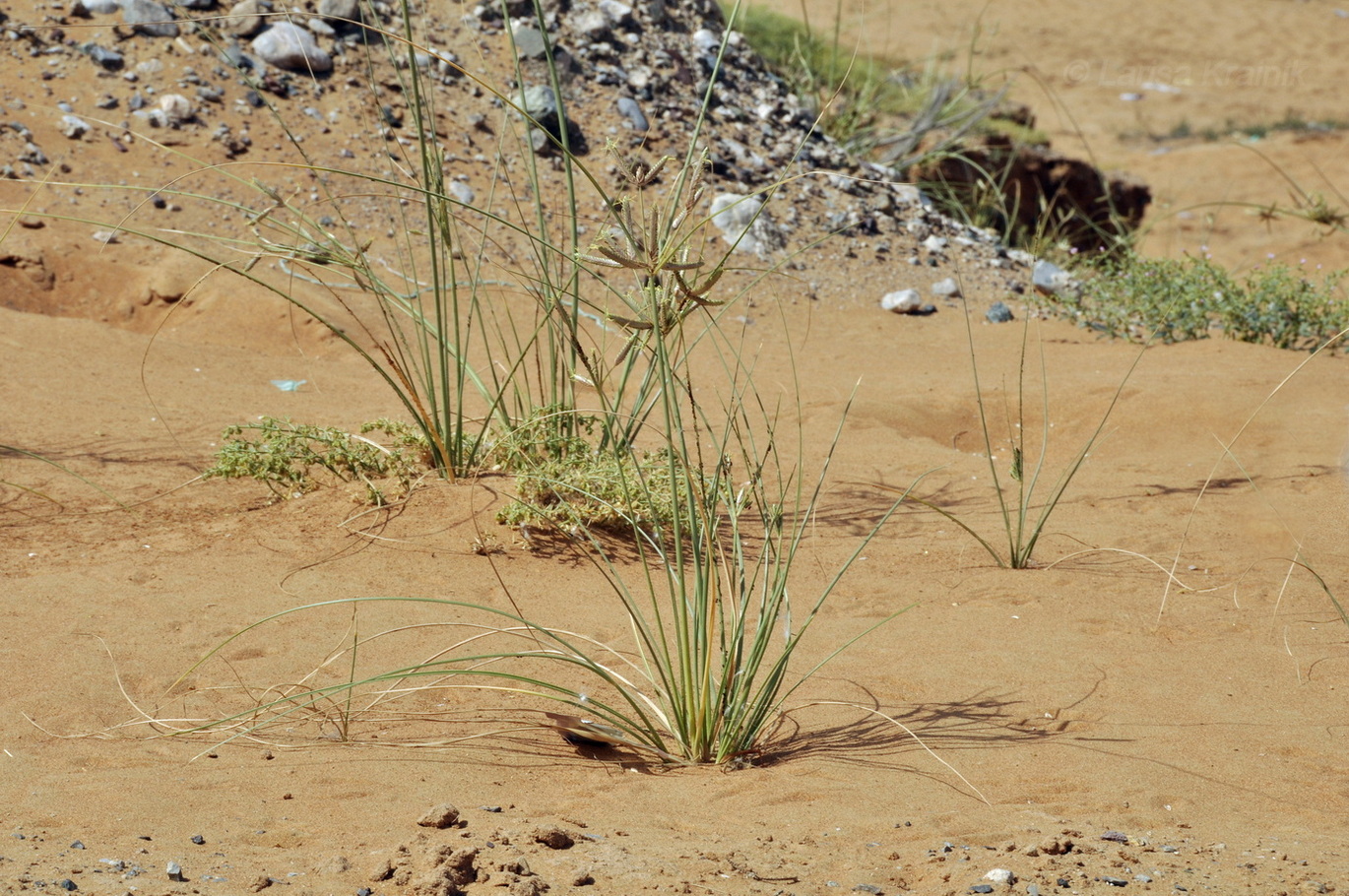 Image of genus Cyperus specimen.