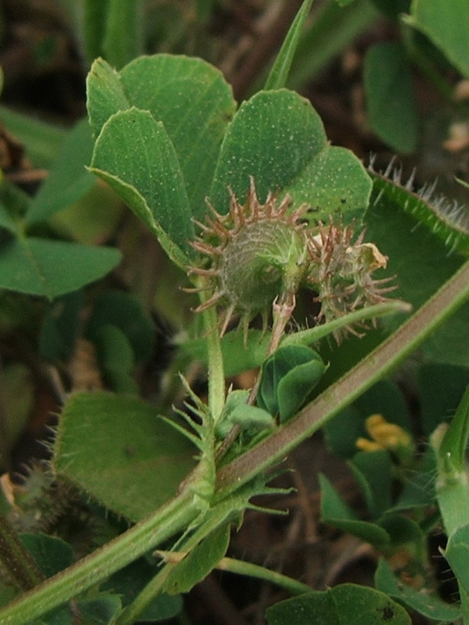 Image of Medicago denticulata specimen.