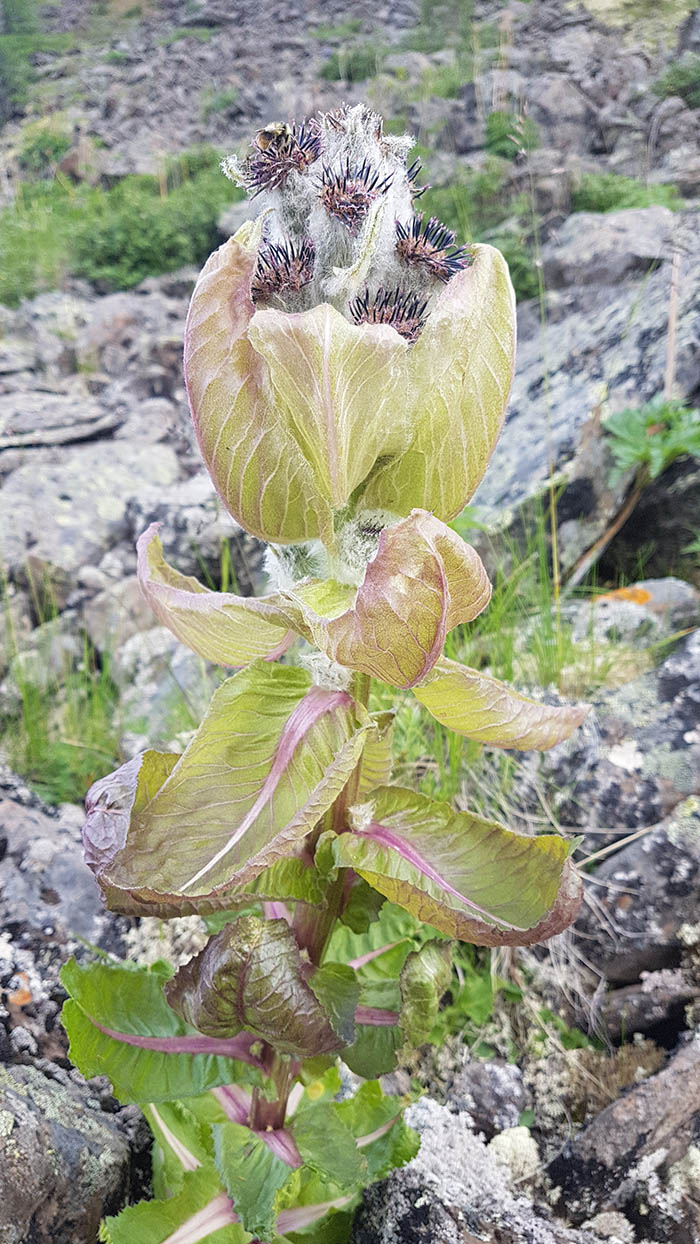 Изображение особи Saussurea krasnoborovii.