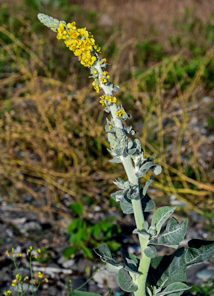 Изображение особи Verbascum gnaphalodes.