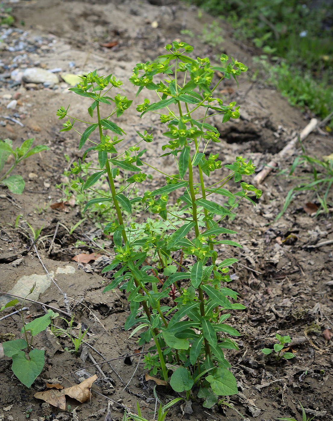 Image of genus Euphorbia specimen.