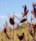 Lepidium latifolium. Верхушки побегов в осенней окраске. Башкортостан, Хайбуллинский р-н, с. Акъяр, долина р. Таналык, береговая терраса, разнотравный луг. 4 сентября 2023 г.