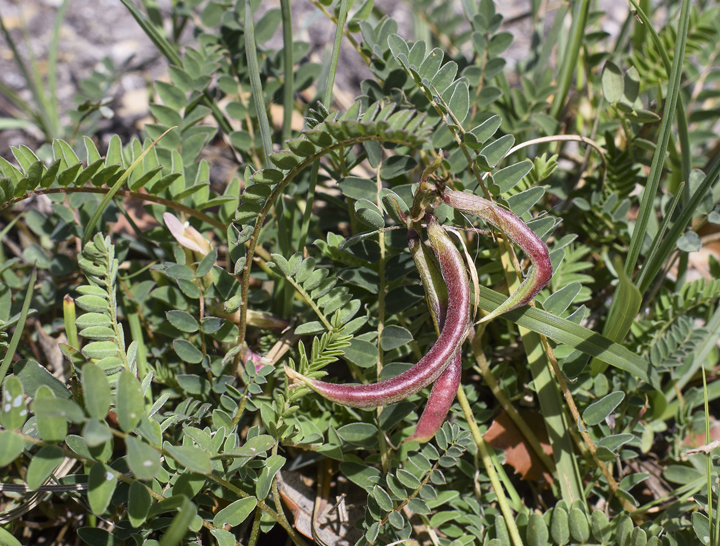 Изображение особи Astragalus monspessulanus.