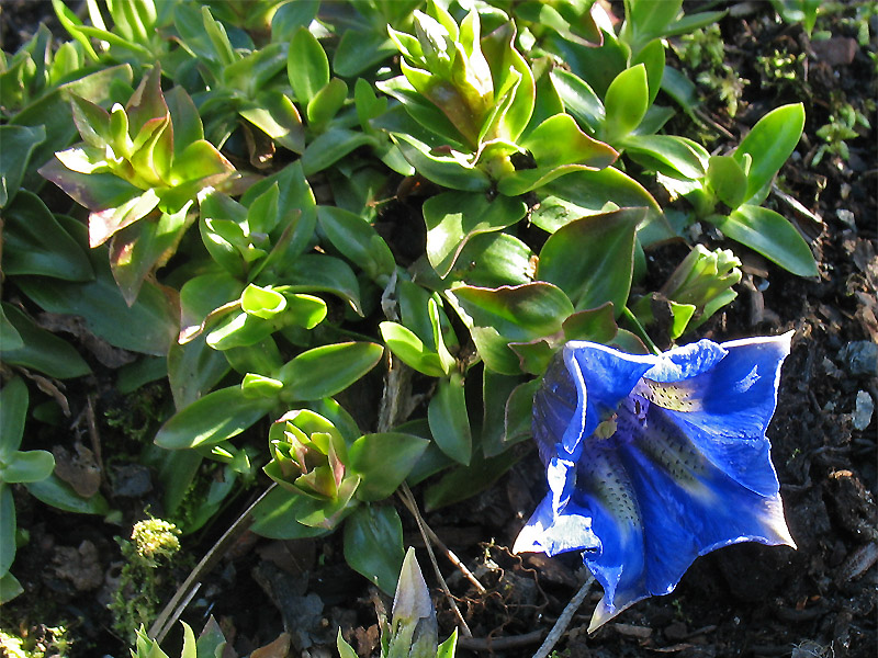 Image of Gentiana acaulis specimen.