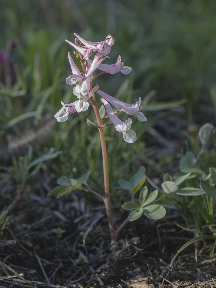 Image of Corydalis glaucescens specimen.