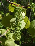 Populus davidiana. Часть ветви с соплодием. Хабаровский край, окр. г. Комсомольск-на-Амуре, кедрово-широколиственный лес. 26.05.2024.