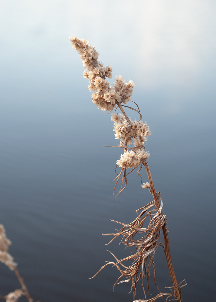 Image of genus Artemisia specimen.