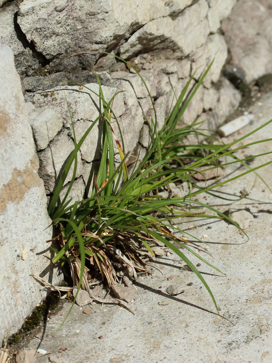 Image of Carex spicata specimen.