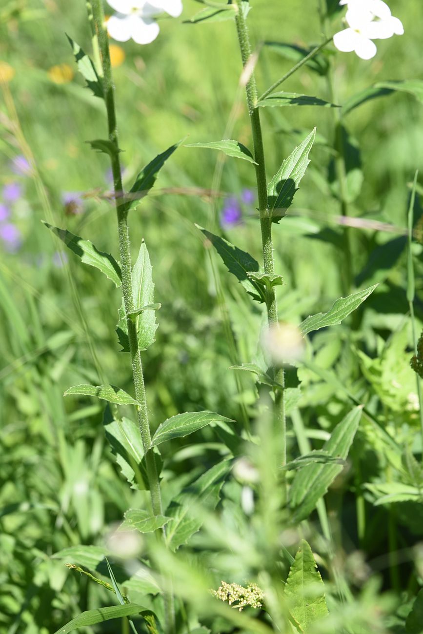 Image of Hesperis voronovii specimen.