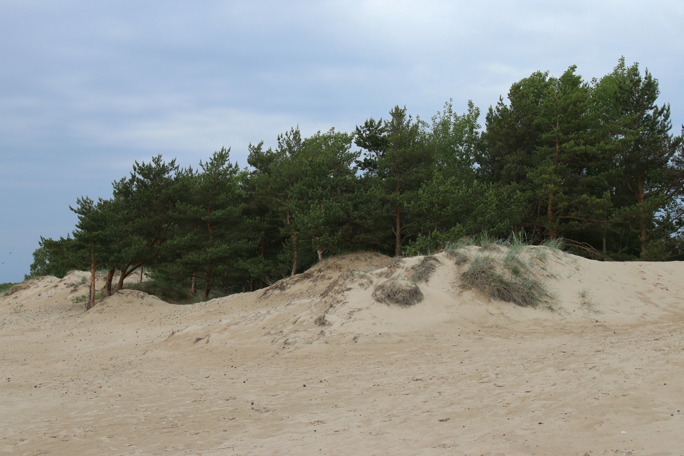 Image of Pinus sylvestris specimen.