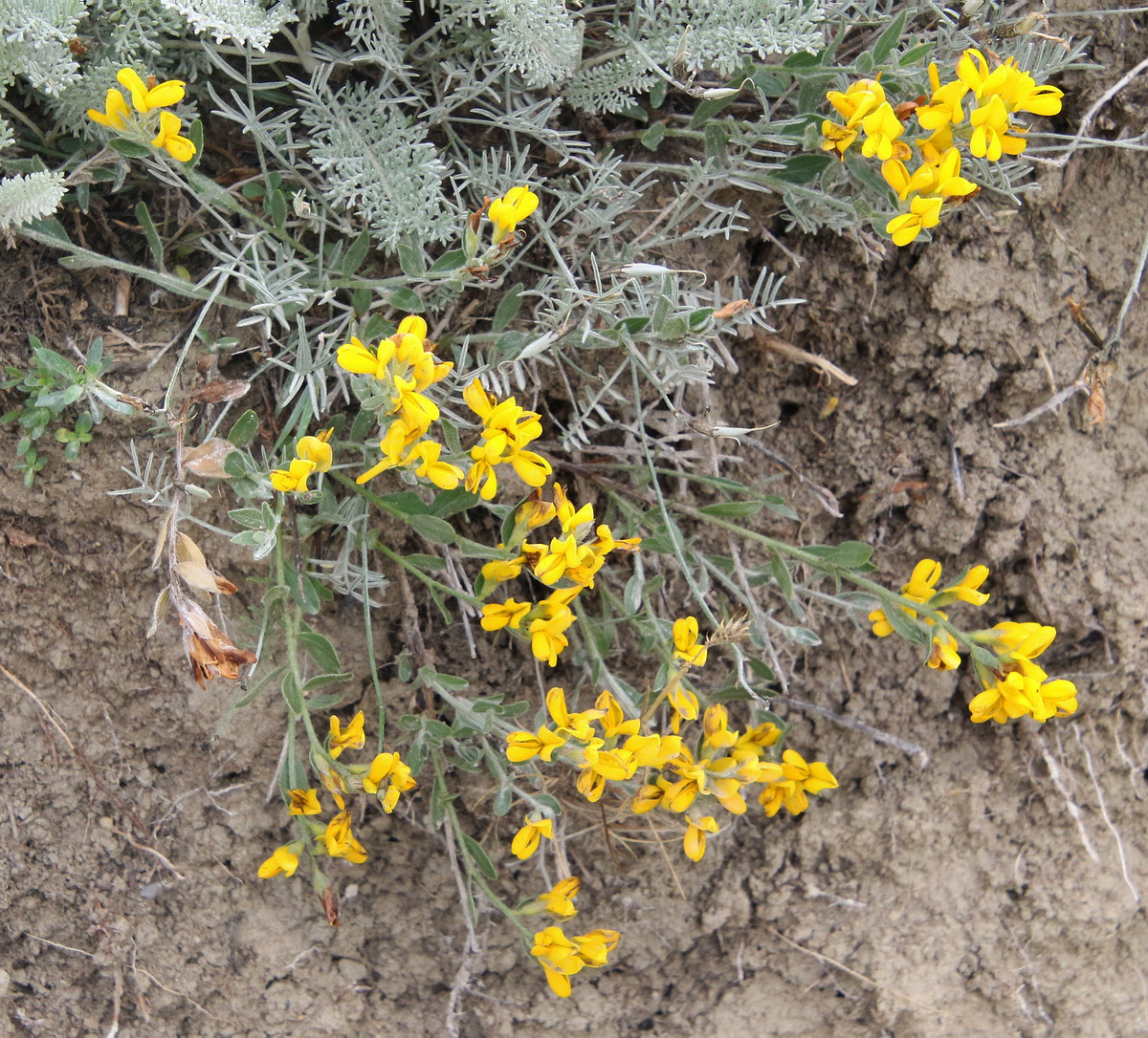 Image of Genista humifusa specimen.