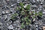 genus Chenopodium