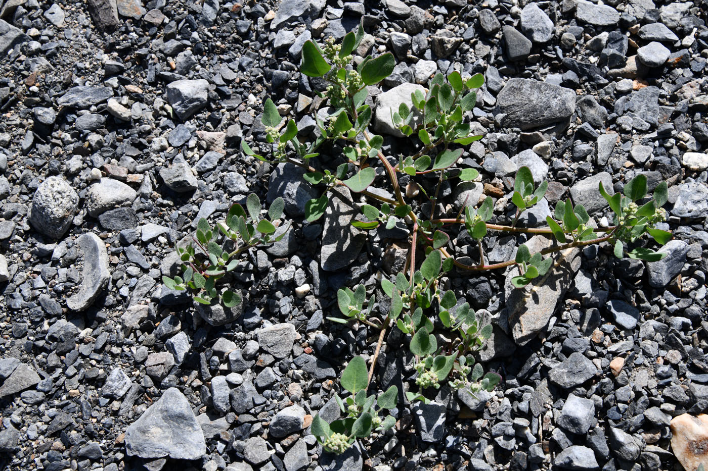 Image of genus Atriplex specimen.