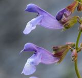 Salvia ringens