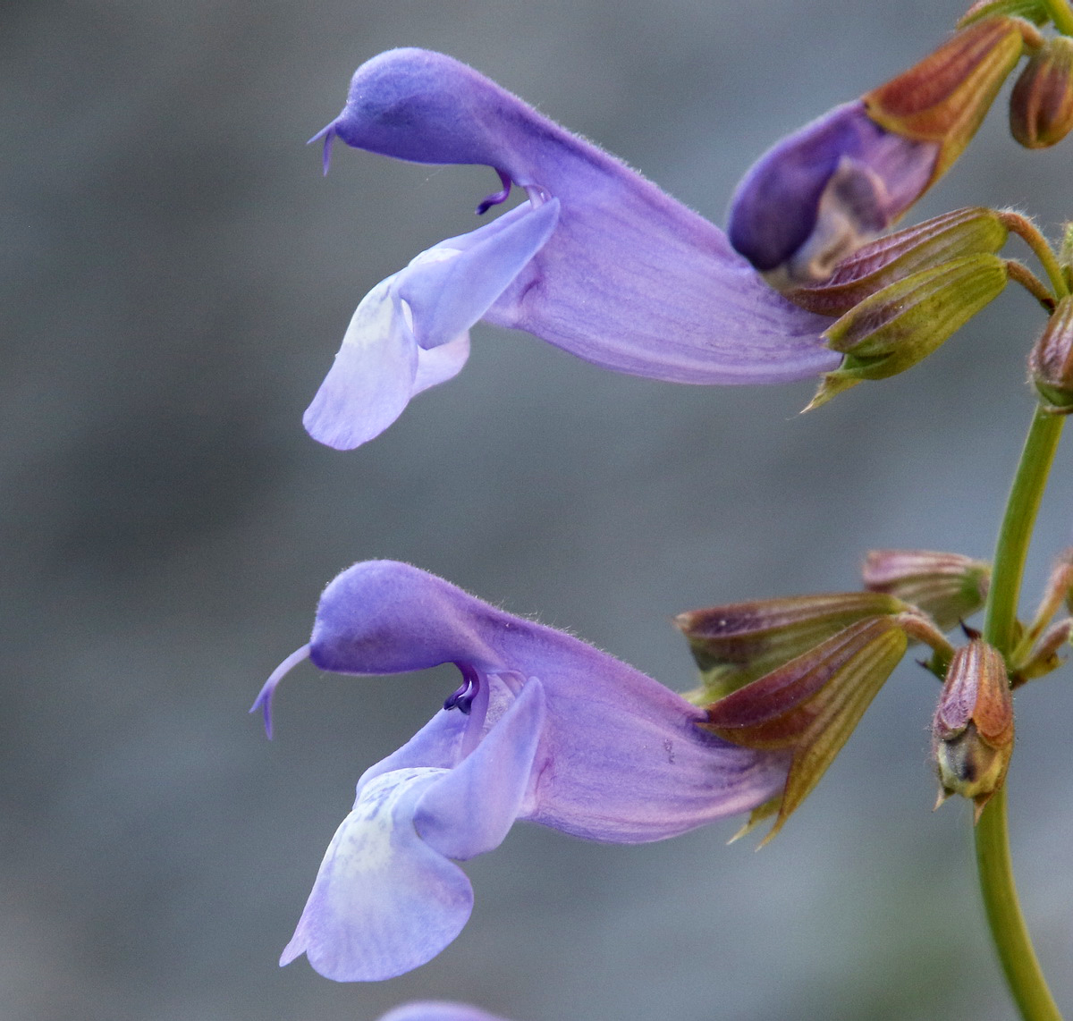 Image of Salvia ringens specimen.