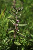 Teucrium scordium