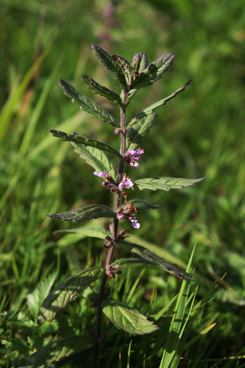 Изображение особи Teucrium scordium.