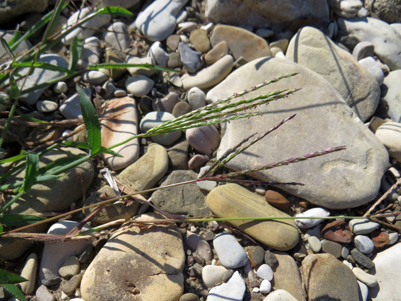 Изображение особи Digitaria sanguinalis.