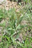 Plantago atrata. Цветущее и плодоносящее растение (сероватые эллиптические листья принадлежат другому растению). Кабардино-Балкария, Эльбрусский р-н, гора Чегет, юго-восточный склон, выс. ок. 2500 м н.у.м., луг. 9 июня 2018 г.