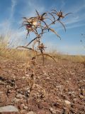 Echinops acantholepis. Сухое отплодоносившее растение. Южный Казахстан, вост. предгорья хр. Сырдарьинский Каратау, Закаратауская равнина (возвышенность), сев. побережье оз. Ащиколь, прибрежная зона, пестроцветы. 15 сентября 2024 г.