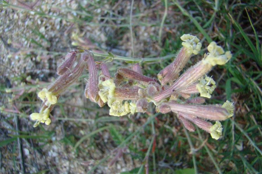 Image of Silene thymifolia specimen.