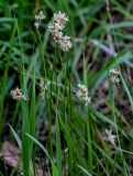 Carex praecox. Верхушки побегов с соцветиями. Брянская обл., г. Брянск, долина р. Десна, опушка широколиственного леса. 02.05.2024.