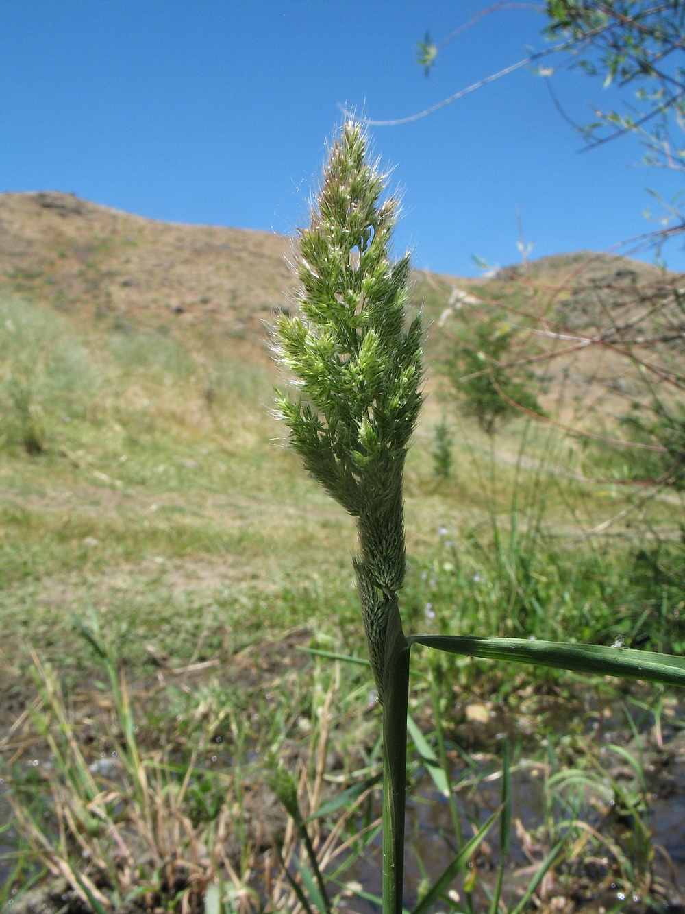 Изображение особи Polypogon fugax.