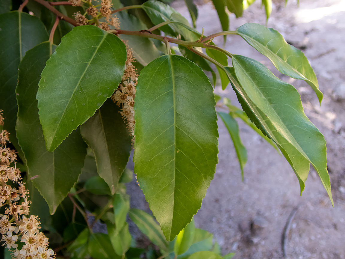 Изображение особи Lauro-cerasus lusitanica.