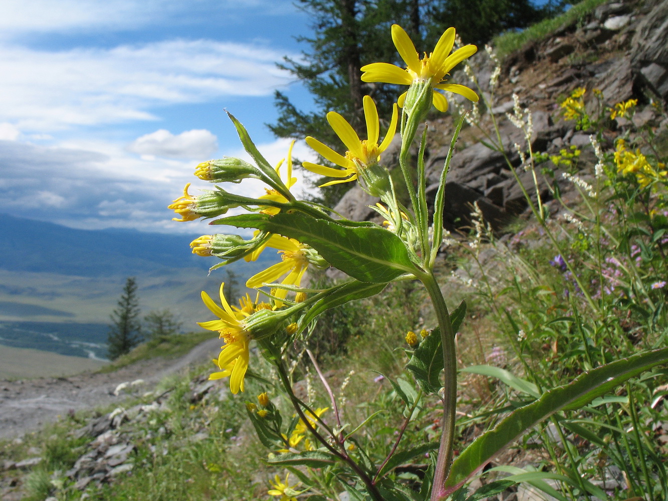 Image of Senecio nemorensis specimen.