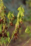 Isatis tinctoria. Часть соплодия с незрелыми плодами. Ленинградская обл., Ломоносовский р-н, окр. Шепелёвского маяка; п-ов Каравалдай, берег Финского залива, верхняя часть гравийно-песчаного берегового вала. 30.06.2024.