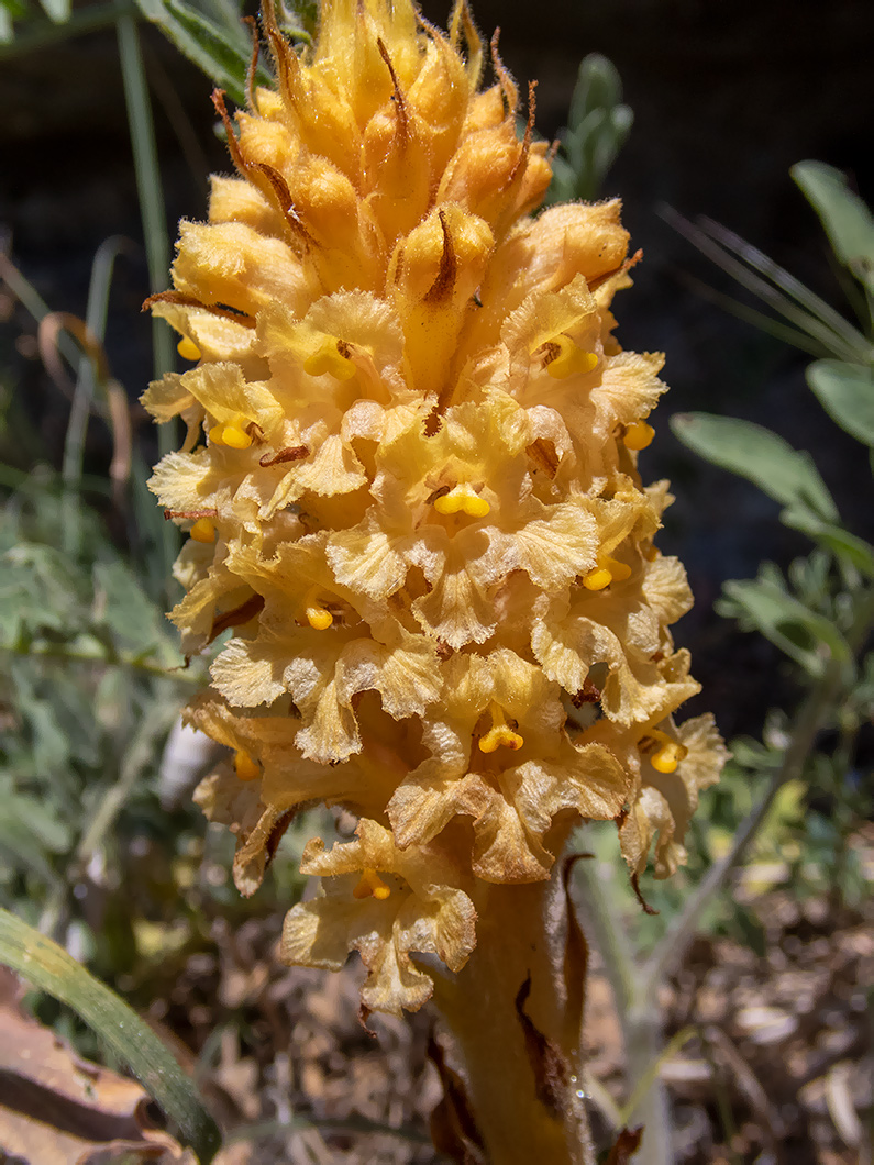 Image of Orobanche centaurina specimen.