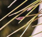 View full-size image Eleocharis acicularis