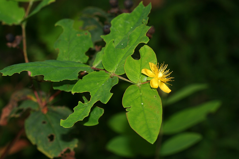 Image of Hypericum androsaemum specimen.