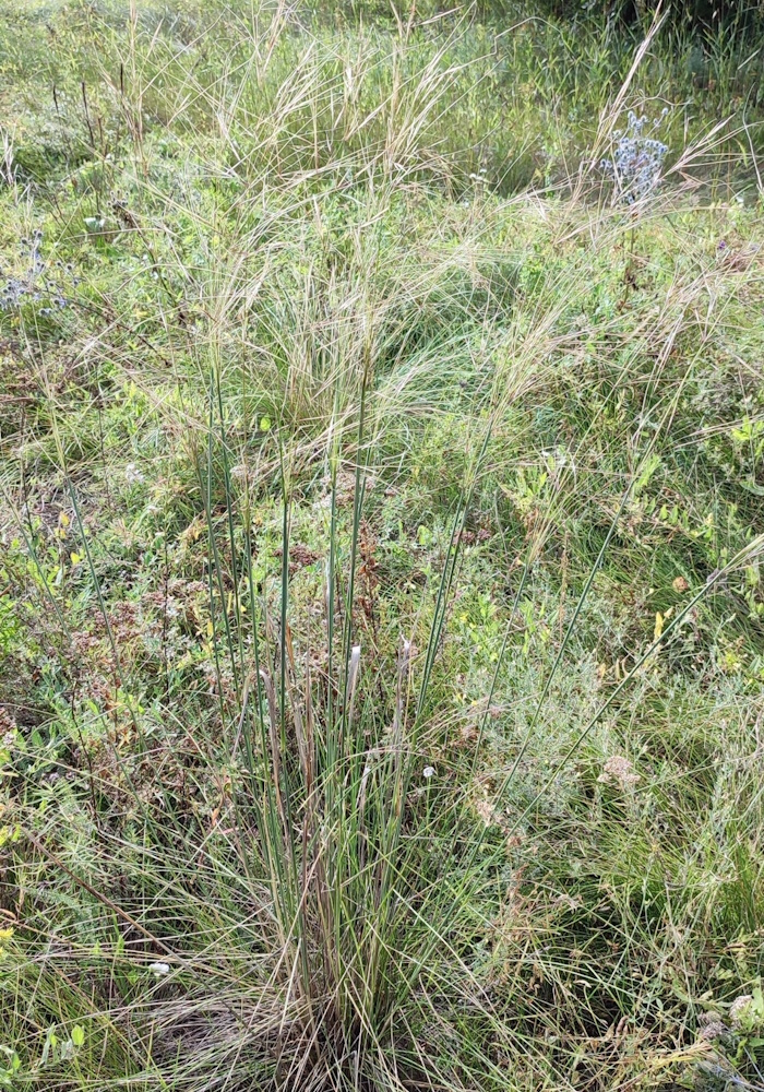 Изображение особи Stipa capillata.