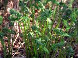 Athyrium filix-femina