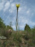 Смотреть изображение Tragopogon dubius