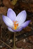 View full-size image Crocus speciosus