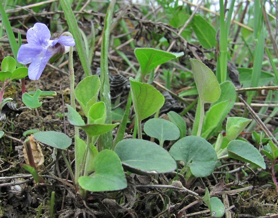 Image of Viola rupestris specimen.