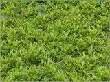 Menyanthes trifoliata. Растения плавающие на поверхности воды. Чувашия, окр. г. Шумерля, урочище \"Торф\". 22 мая 2011 г.