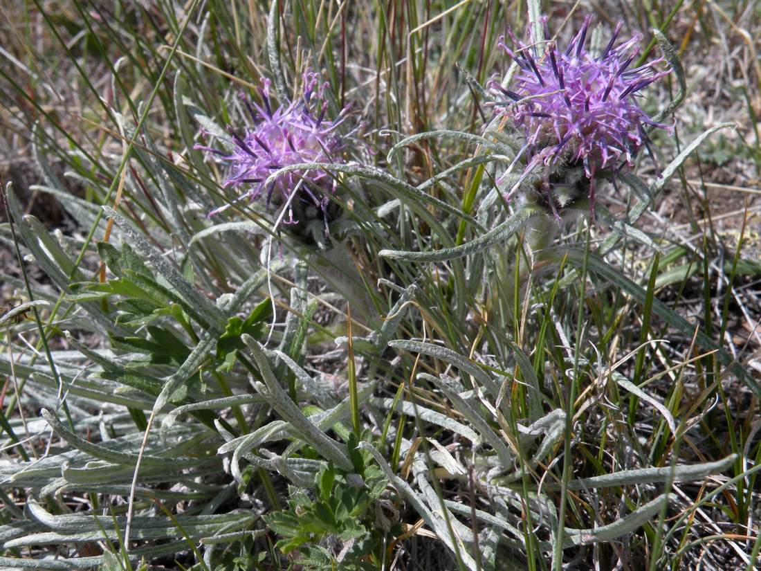 Image of Saussurea leucophylla specimen.