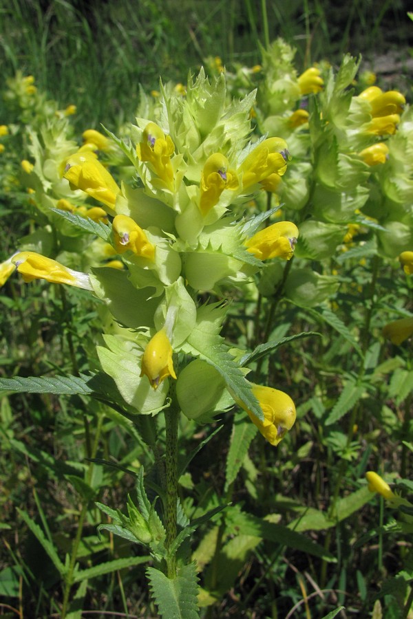 Изображение особи Rhinanthus vernalis.