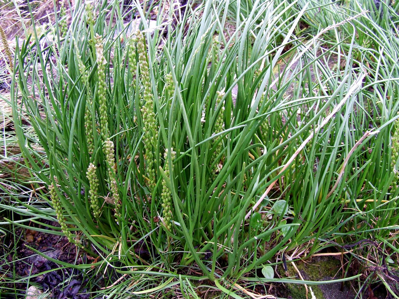 Image of Triglochin maritima specimen.