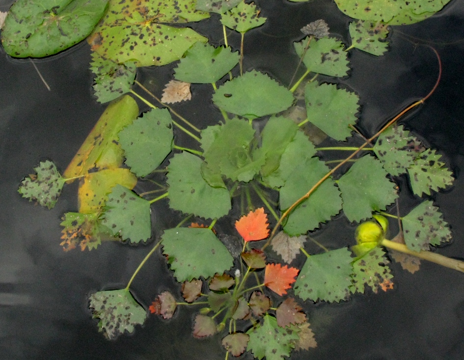 Image of Trapa sibirica specimen.