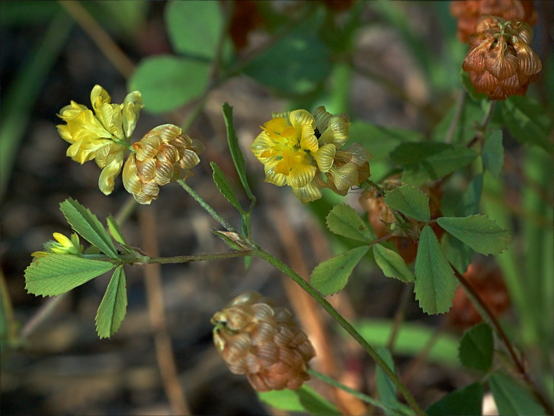 Image of Trifolium campestre specimen.