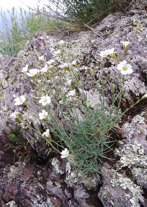 Image of Minuartia circassica specimen.