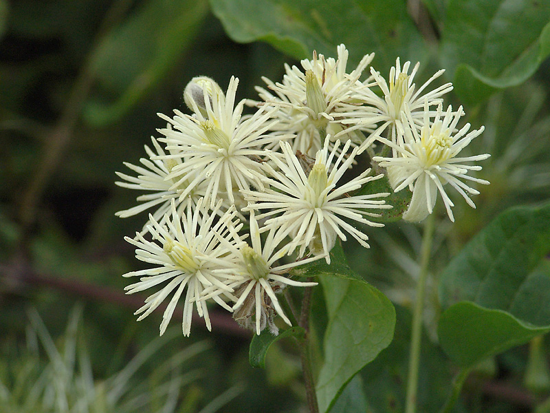 Image of Clematis vitalba specimen.