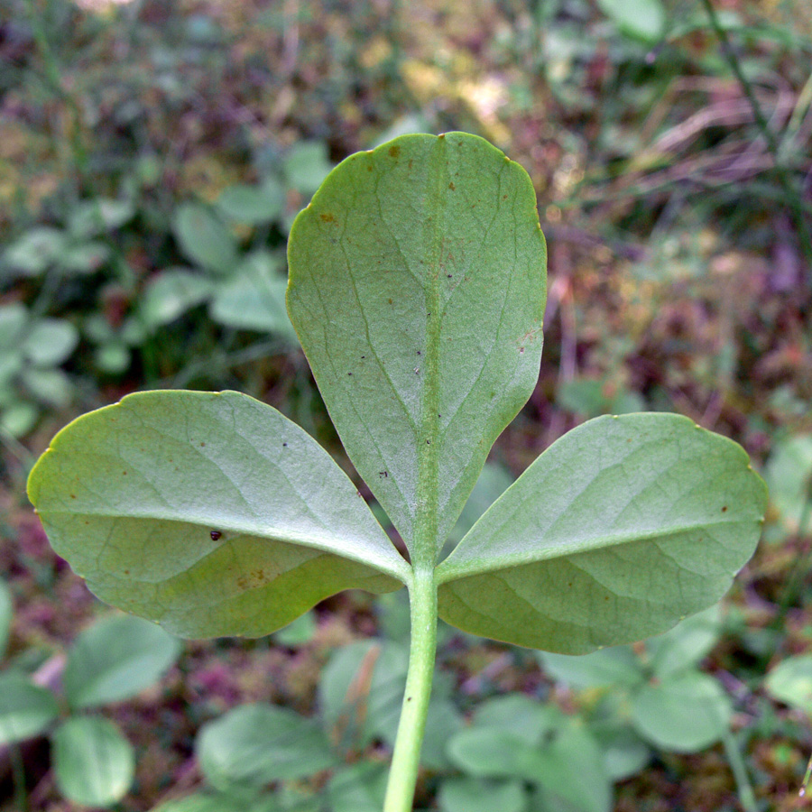 Image of Menyanthes trifoliata specimen.