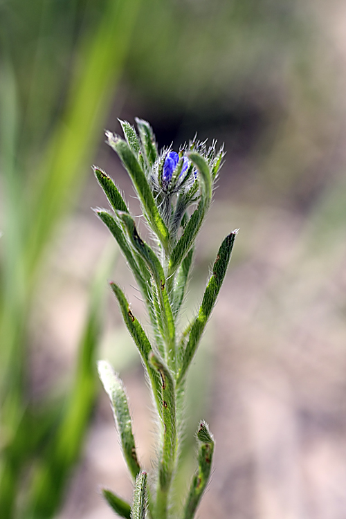 Image of genus Heterocaryum specimen.