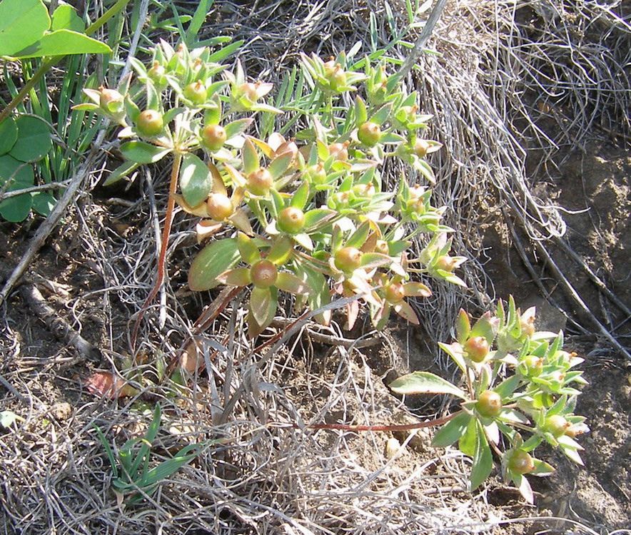 Image of Androsace maxima specimen.